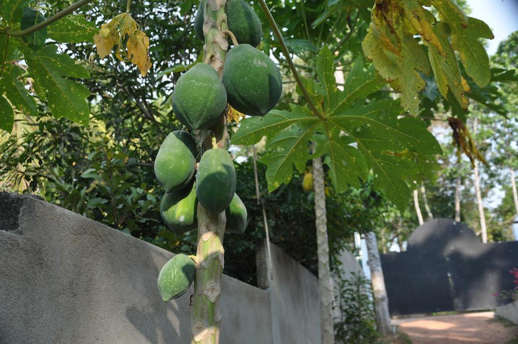 Karma Guesthouse Hikkaduwa Exterior photo